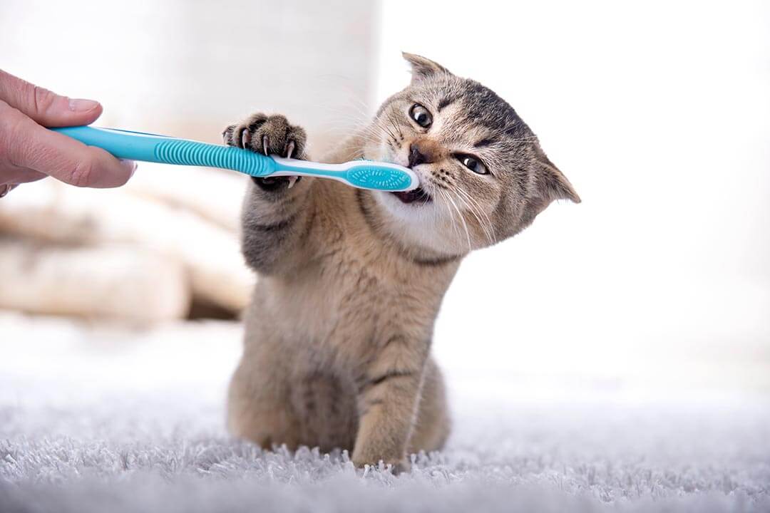 Brushing Cat's Teeth