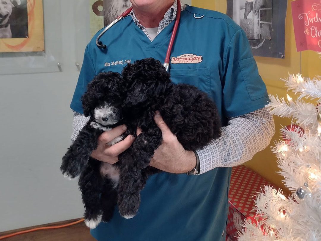 Dr Sheffield With Two Puppies