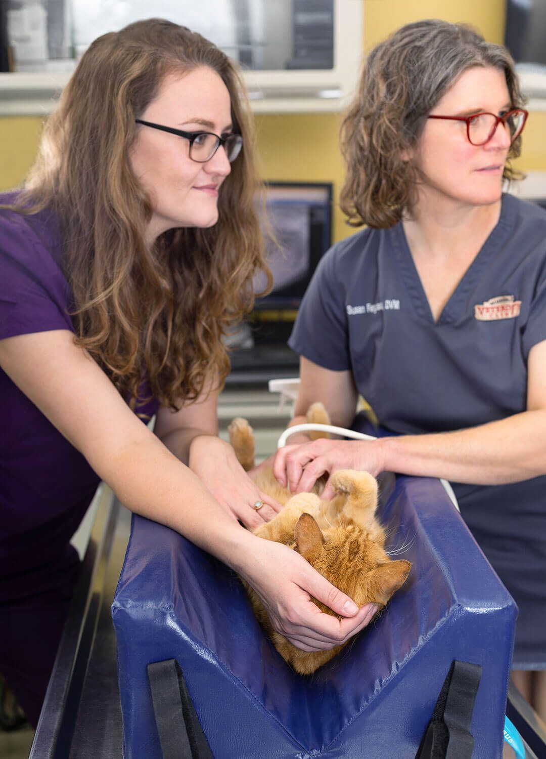 Assistant And Veterinarian Giving Cat An Ultrasound