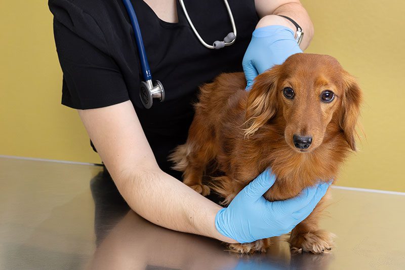 Small Brown Dog Getting A Vaccine