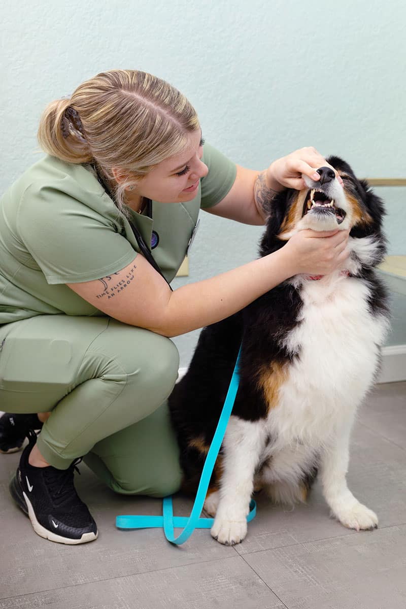 pet grooming icon