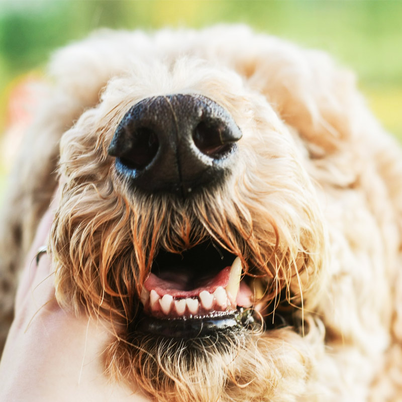 Close up of a happy light colored curly haired dog’