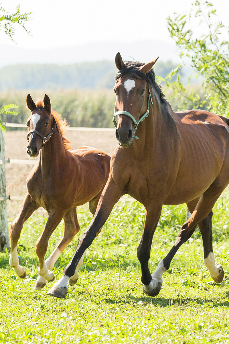 horses running through a field