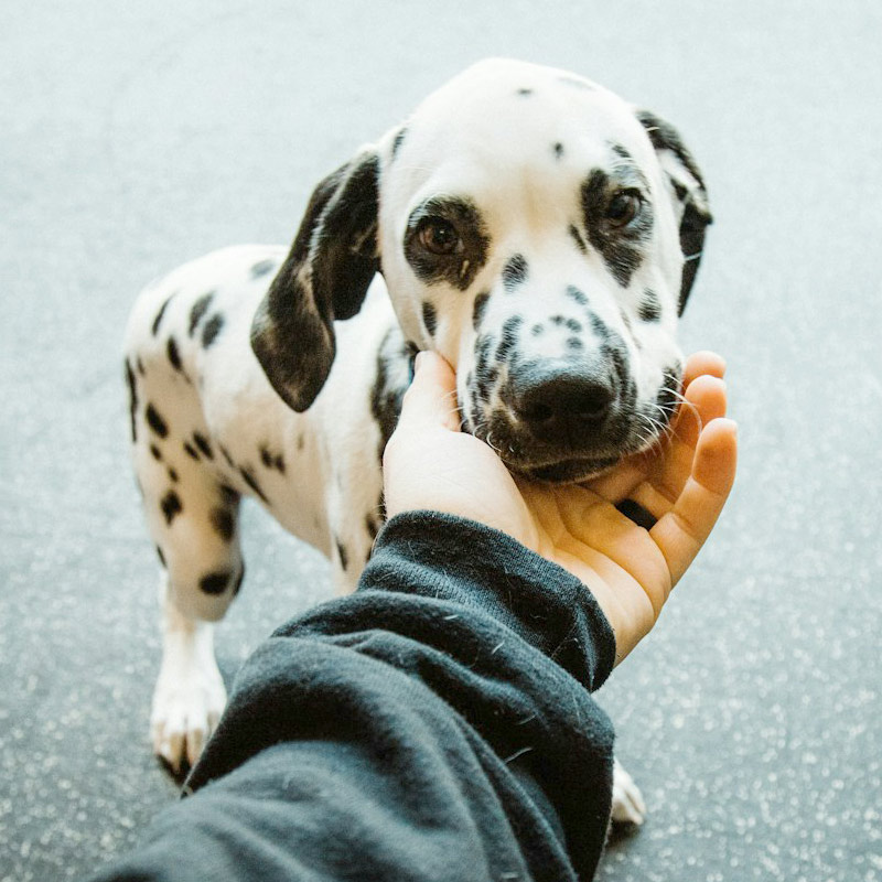 A person gently holding the chin of a young Dalmatian dog