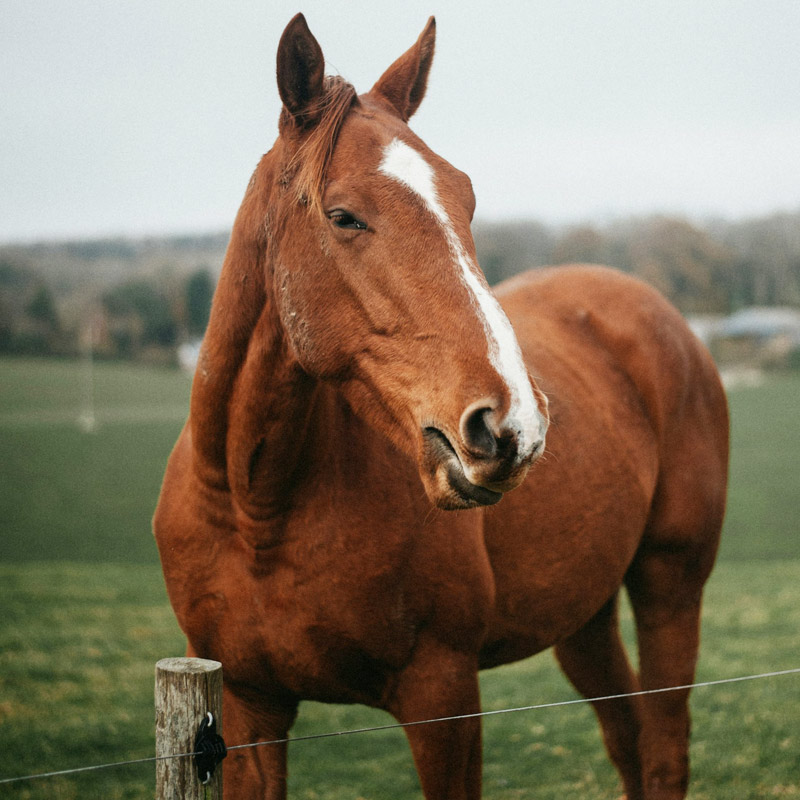 a horse standing in front of a green field