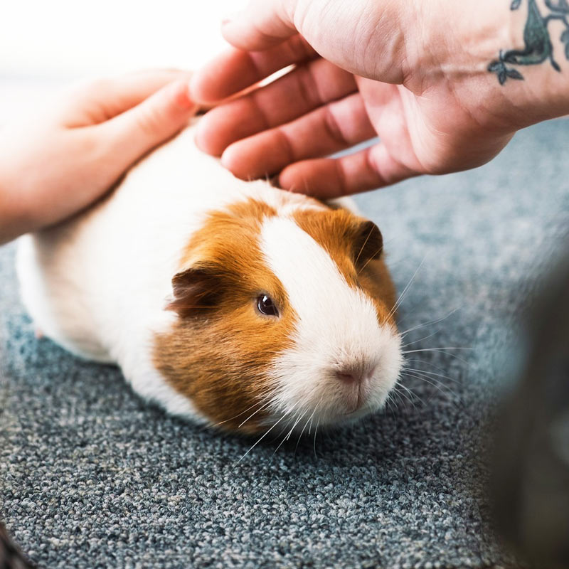 A brown and white guinea pig sitting on a carpeted floor