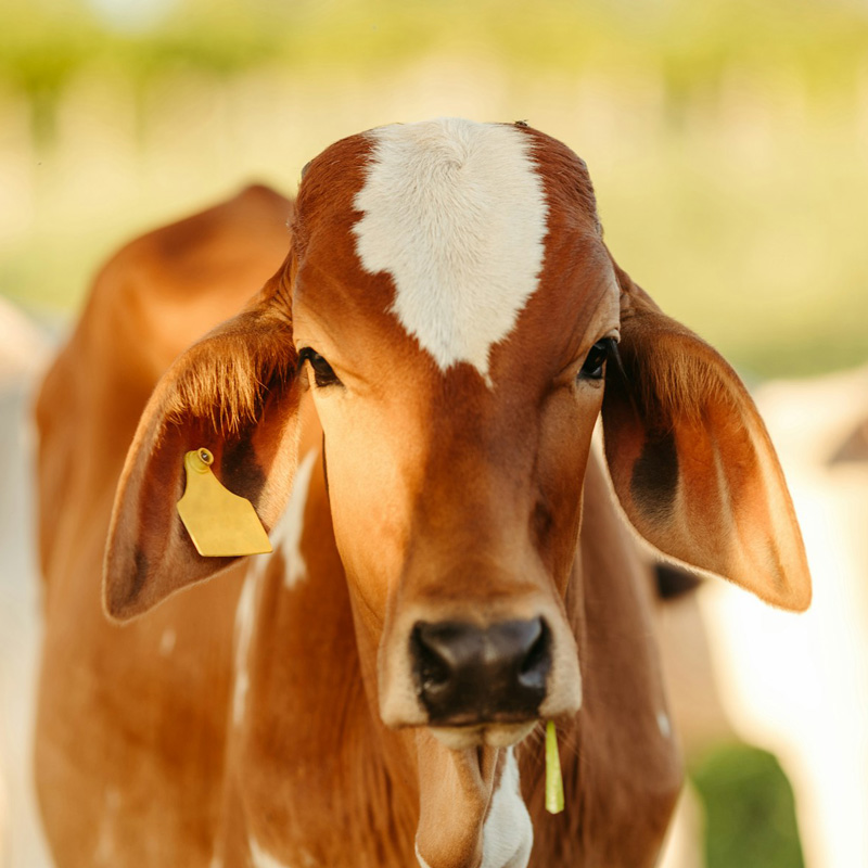 a cow standing in a green field