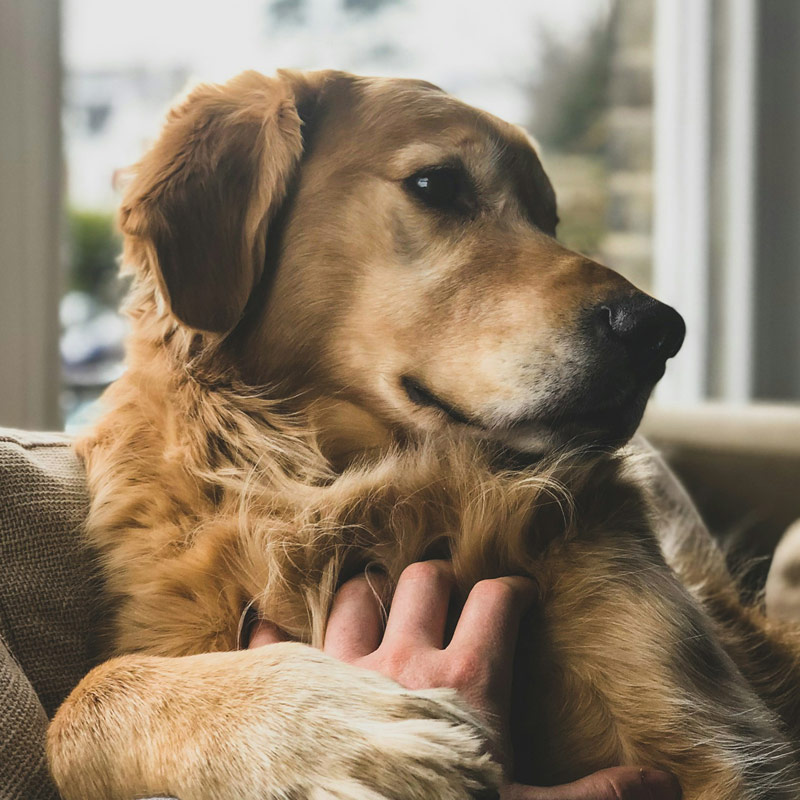 a brown dog sitting on a floor