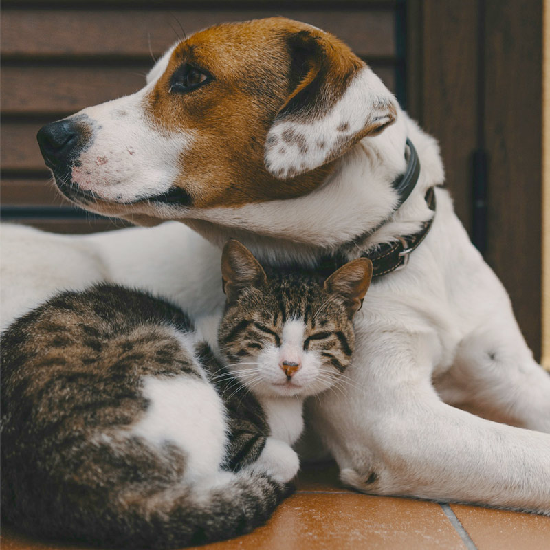 dog and cat relaxing on a floor