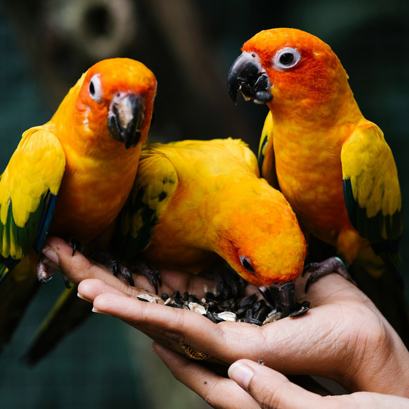 three birds sitting on a hand