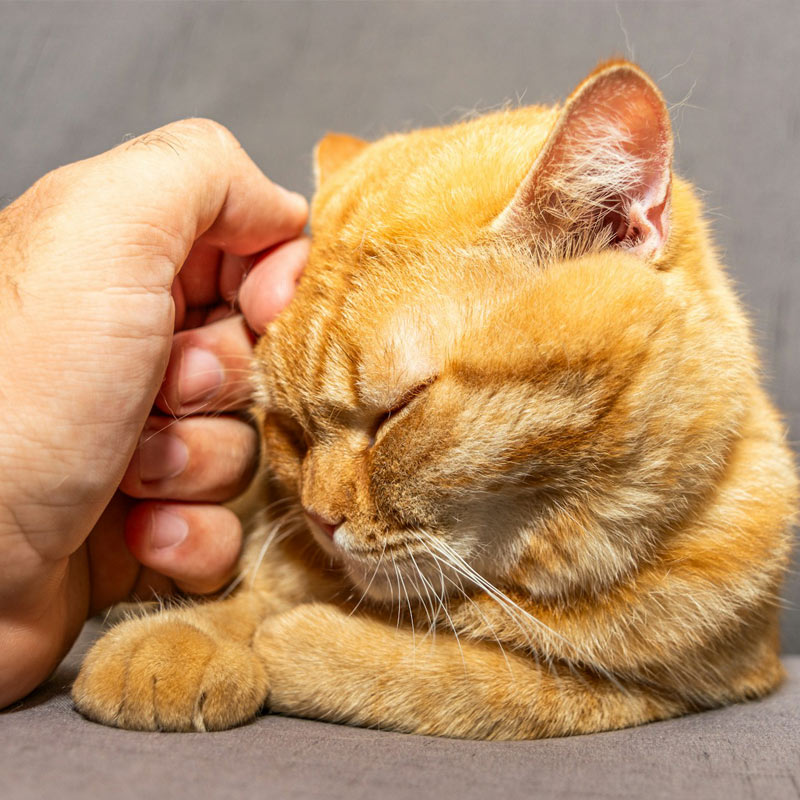 a golden cat sitting on a floor