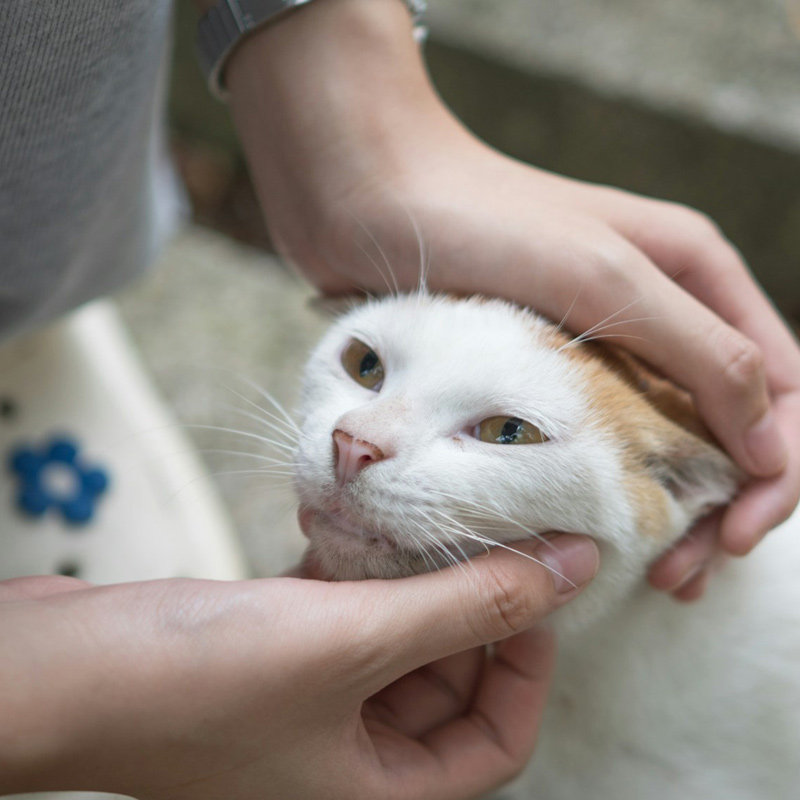 owner taking care of pet