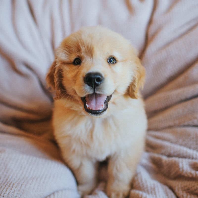 a golden retriever puppy sitting on top of a blanket