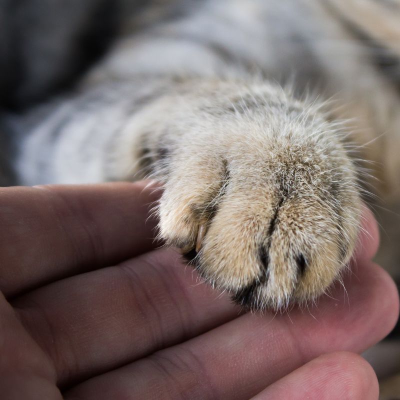 a hand holding a cat's paw