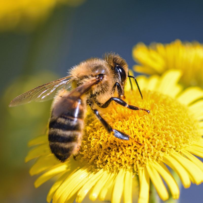 a honey bee is on a yellow flower