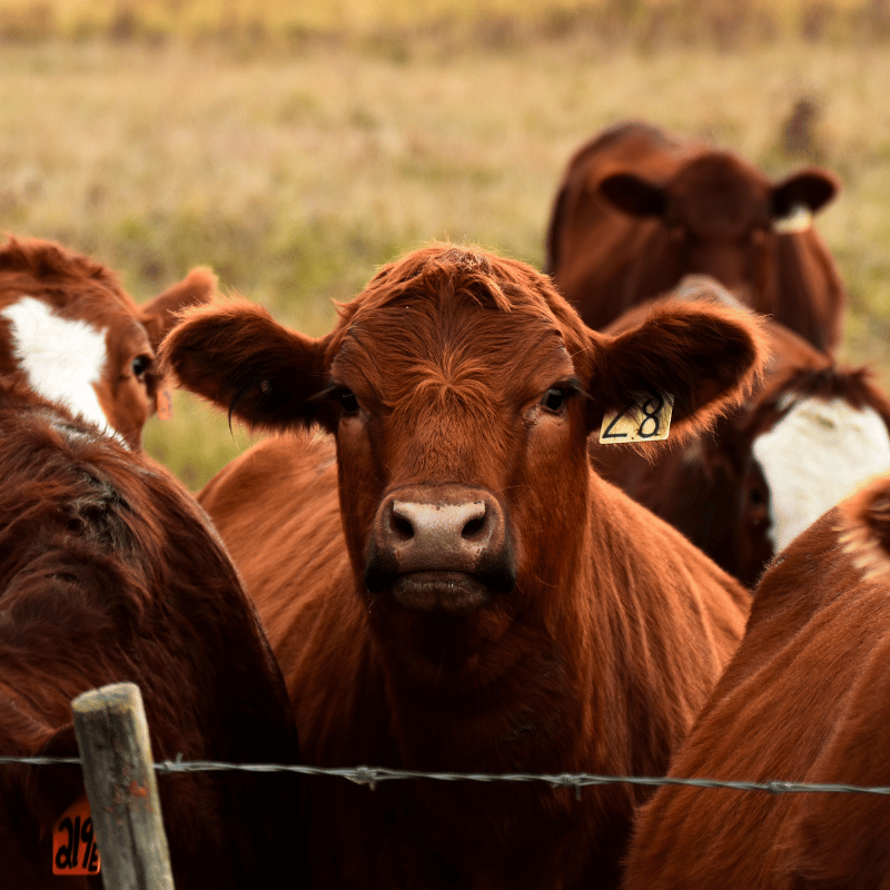 cattle on a farm