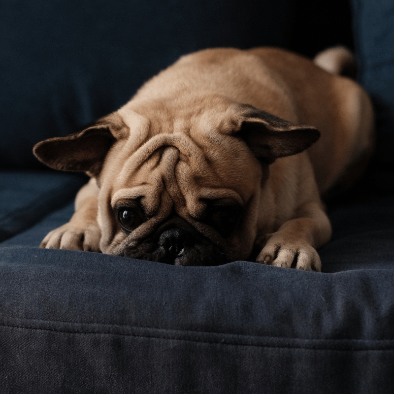 dog laying on a couch