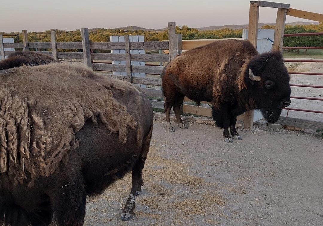 Bison Care In Wimberley