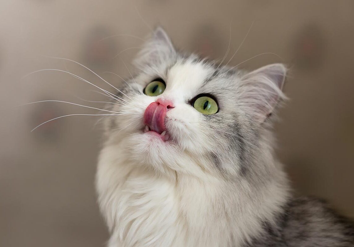 gray and white cat licking its lips