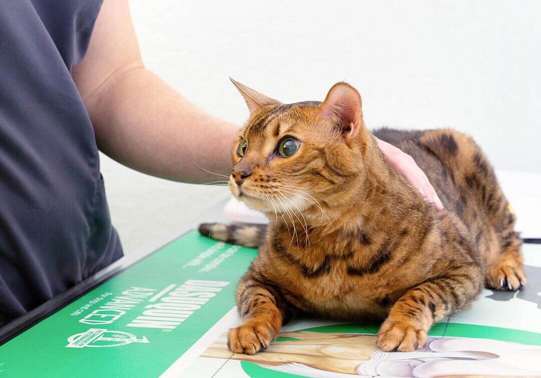 Cat With Skin Allergies