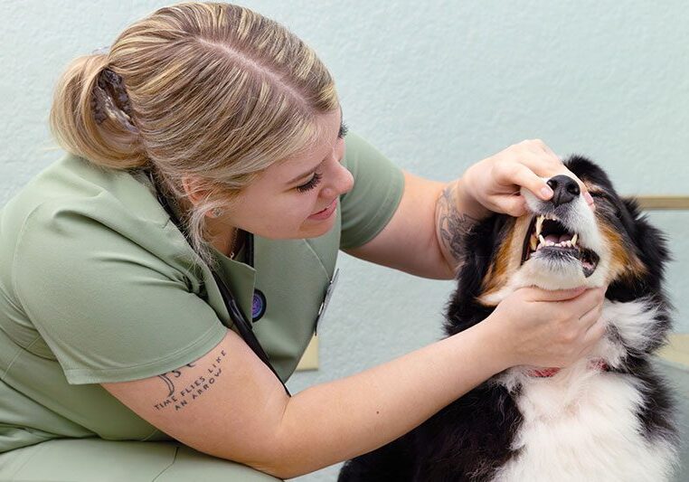 Dental Check On Dog