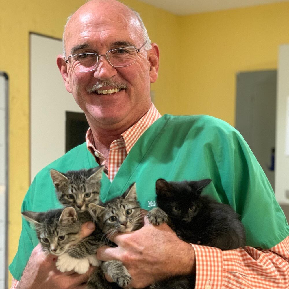 Dr Sheffield With A Batch Of Kittens