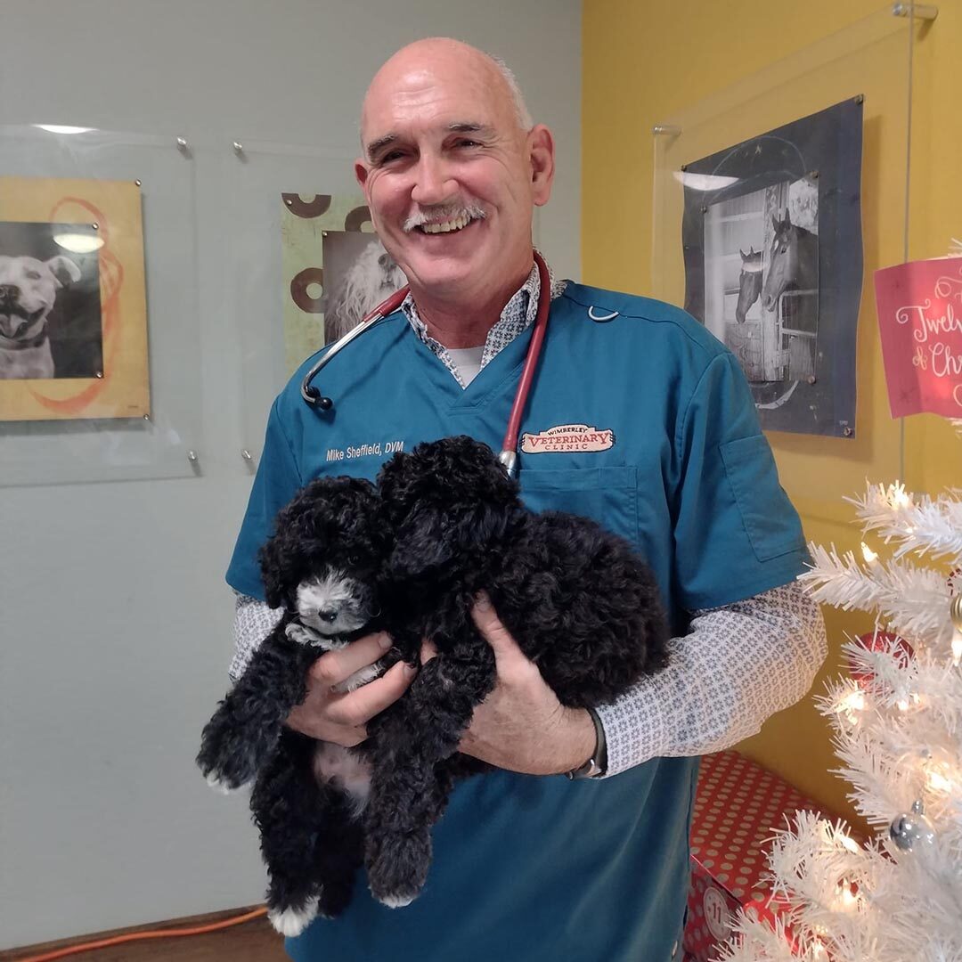 Dr Sheffield With Two Fluffy Puppies