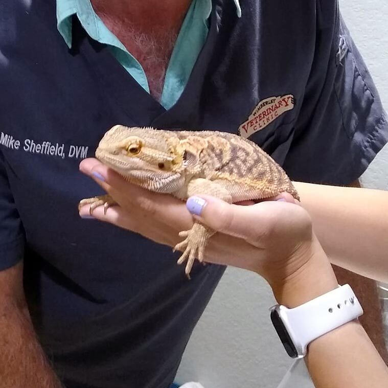 Exotic Pet Visiting Wimberley Veterinary Clinic