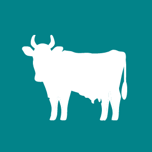 Livestock Care Icon