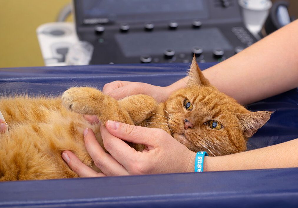 Orange Cat Ultrasound