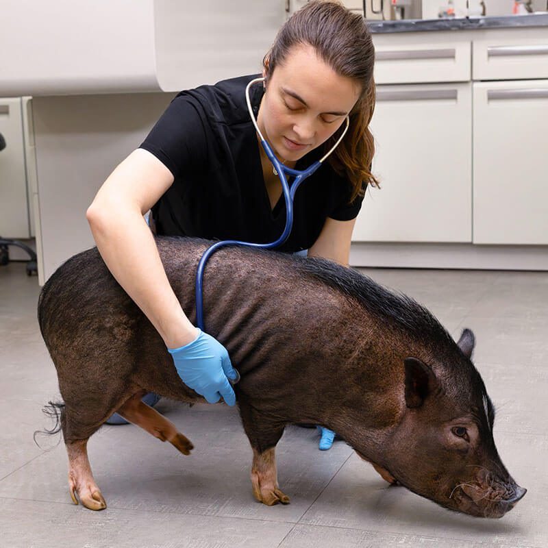 Pig Wellness Exam In Office