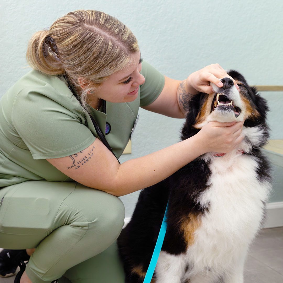 Veterinarian Checking On Dogs Teeth