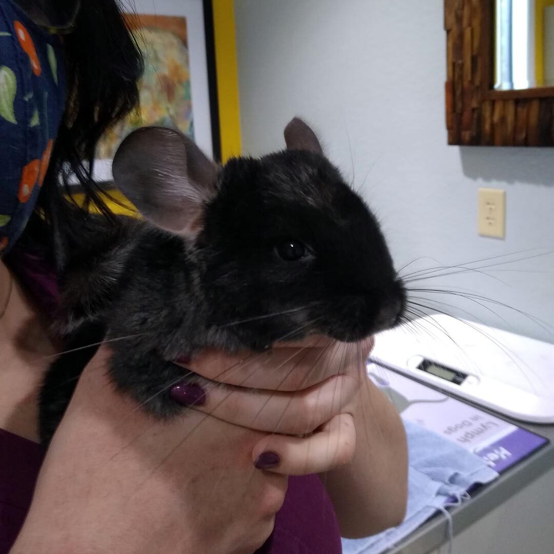 Veterinary Technician Holds Black Chinchilla